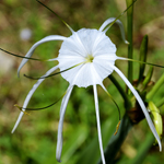 Lutter contre la fraude sociale des assurés sociaux : 9,5 millions EUR détectés en 2018